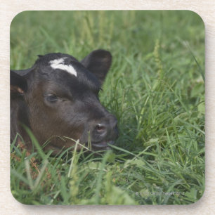 Porta-copo No zodíaco chinês, 2009 são ano de boi