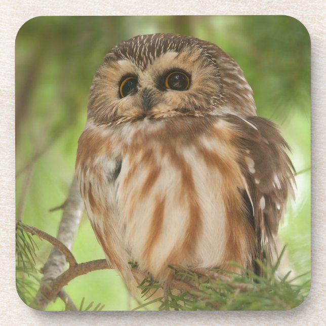 Porta-copo Norte Saw-whet Owl (Frente)