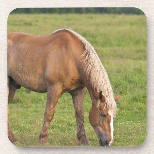 Porta-copo Novo Brunswick, Canadá. Cavalo no campo.