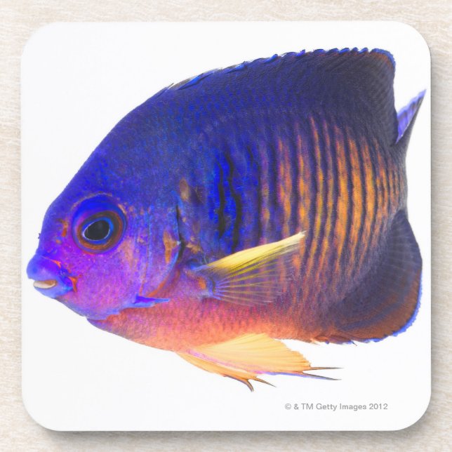 Porta-copo O angelfish two-spined (Frente)