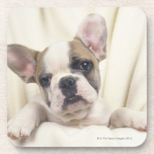 Porta-copo O buldogue, chamado frequentemente o buldogue