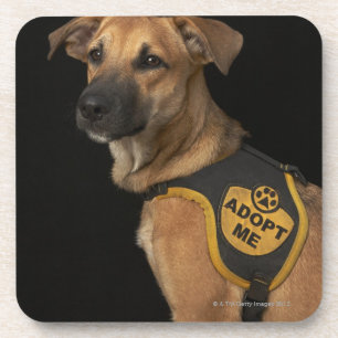 Porta-copo O cão do salvamento de Brown com adota-me veste