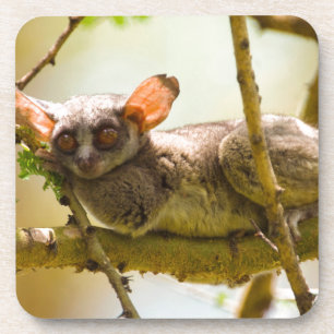 Porta-copo O Gálago do Senegal (Galago Senegalensis)