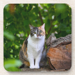 Porta-copo O Gato   