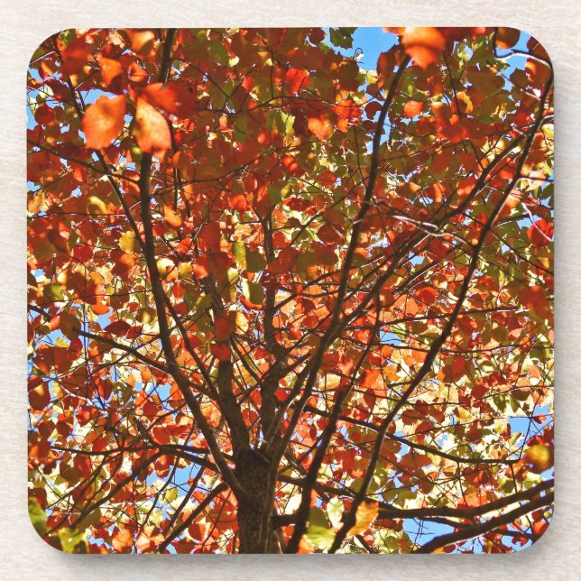 Porta-copo O outono deixa fogos de artifício (Frente)