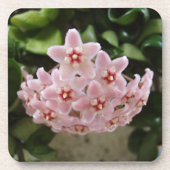 Porta-copo O Perfeito Conjunto de Portas copos Violetas Afric (Frente)