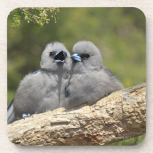 Porta-copo O preto enfrentou Woodswallow, cinereus do