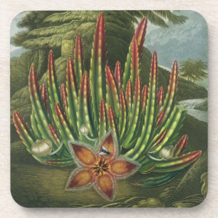 Porta-copo O Stapelia do Larva-Rolamento, gravado por