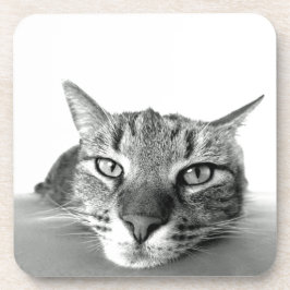 Porta-copo Observando Gato
