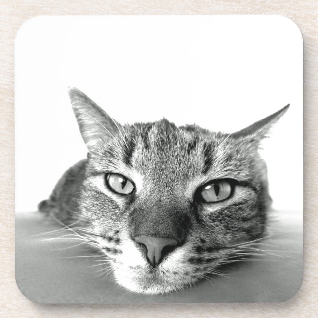 Porta-copo Observando Gato (Frente)