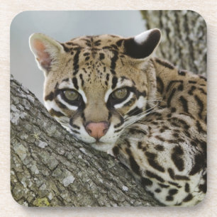 Porta-copo Ocelot, Felis pardalis, cativo, fêmea descansando