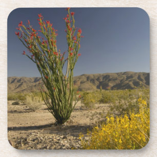 Porta-copo Ocotillo e Desert Senna