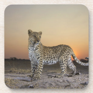 Porta-copo Opinião completa do comprimento o leopardo (pardu