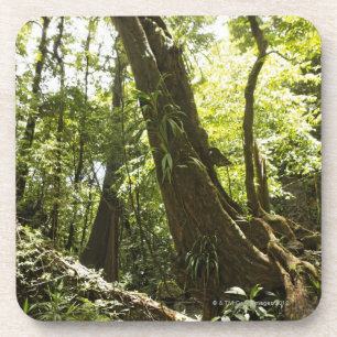 Porta-copo opinião da floresta húmida, Dominica