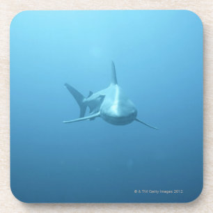 Porta-copo Opinião dianteira um tubarão de tigre