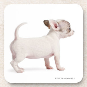 Porta-copo Opinião lateral o filhote de cachorro da chihuahu