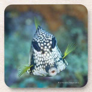 Porta-copo Opinião subaquática o Trunkfish liso (Lactophrys