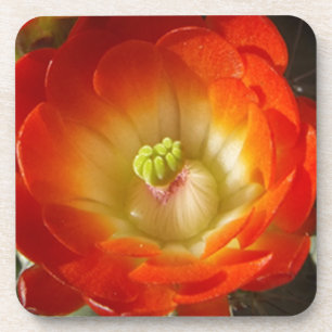 Porta-copo Orange-Cactus-flower