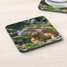 Porta-copo Orange Iguana, Belize Wilderness