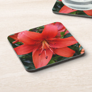 Porta-copo Orange Lily Bloom Floral