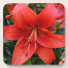 Porta-copo Orange Lily Bloom Floral