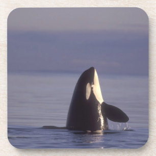 Porta-copo Orca assassina (Orca orcinus) em spyhopping perto