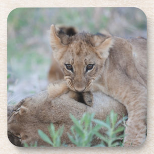 Porta-copo Orelha cortante das mães do filhote do leão