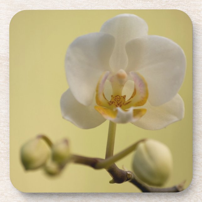 Porta-copo Orquídea branca delicada (Frente)