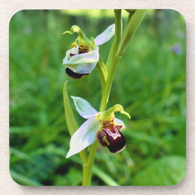 Porta-copo Orquídea de abelhas (Frente)