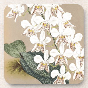 Porta-copo Orquídeas