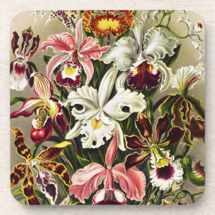 Porta-copo Orquídeas, Orquídeas Denusblumen Ernst Haeckel