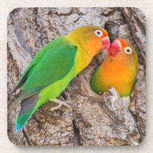 Porta-copo Os Lovebirds que beijam, África de Fischer