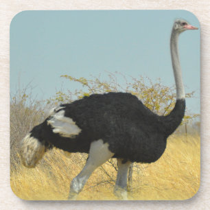 Porta-copo Ostrige para uma corrida