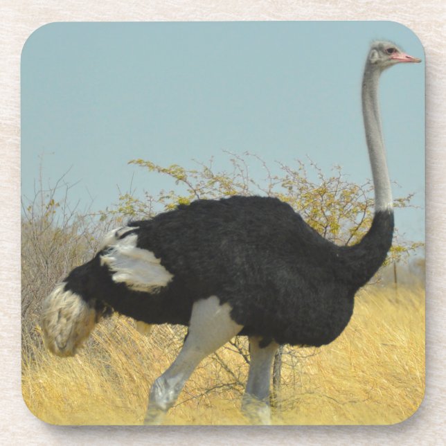 Porta-copo Ostrige para uma corrida (Frente)