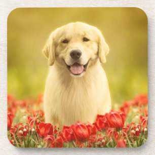 Porta-copo Ouro para sempre nas flores vermelhas