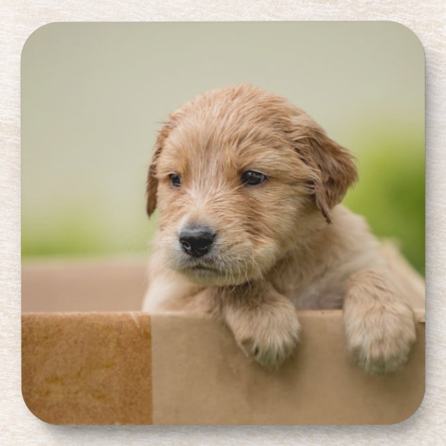 Porta-copo Ouro Retriever Puppy in Box (Frente)