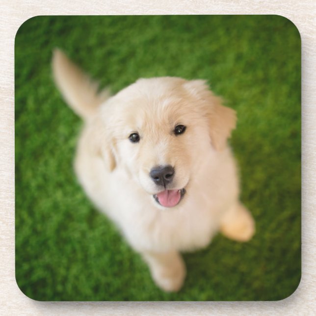 Porta-copo Ouro Retriever Puppy no Grass (Frente)