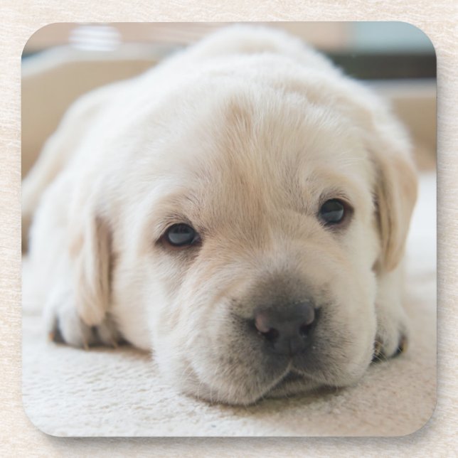 Porta-copo Ouro Sonolento Labrador Puppy (Frente)