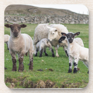 Porta-copo ovelha Shetland