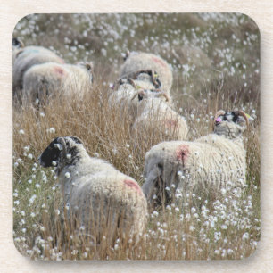 Porta-copo Ovelhas Swaledale em grama de algodão em Northhumb