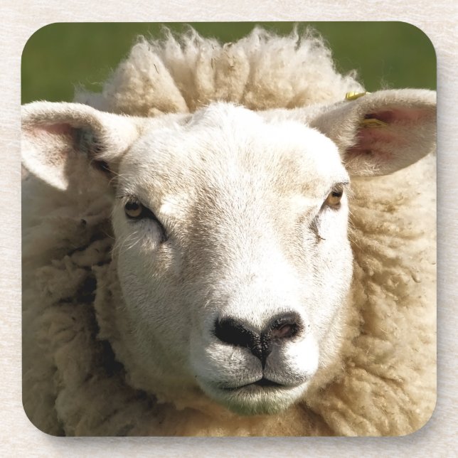 PORTA-COPO OVINO DE BOVINO (Frente)