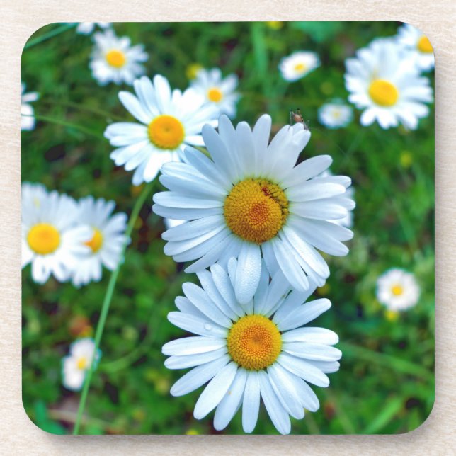 Porta-copo Ox-Eye Daisies (Frente)