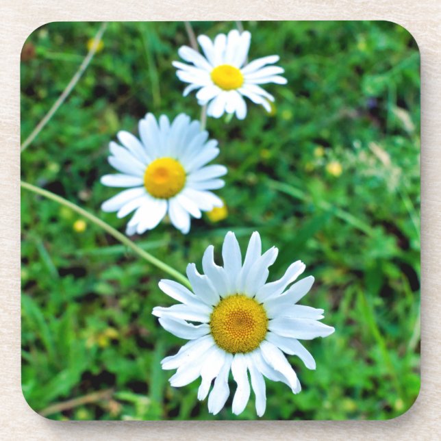 Porta-copo Ox-Eye Daisies (Frente)