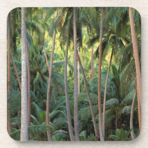 Porta-copo Pacífico Sul, Polinésia Francesa, Bora Bora.