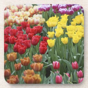 Porta-copo Países Baixos, Jardins Keukenhoff, tulipas.