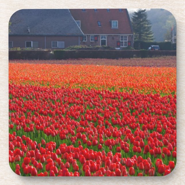 Porta-copo Países Baixos: Tulip Field na Holanda (Frente)