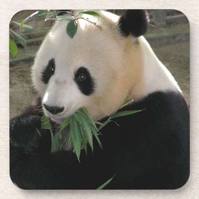 Porta-copo Panda Bear Hugs (Frente)