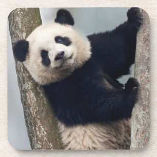Porta-copo Panda jovem subindo em uma árvore, China