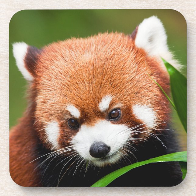 Porta-copo Panda Vermelho Fofo (Frente)