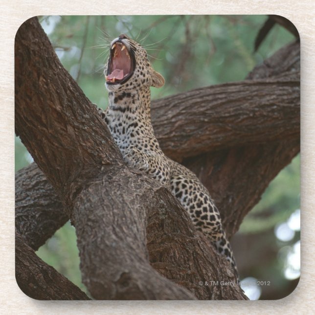 Porta-copo Pantera (Frente)